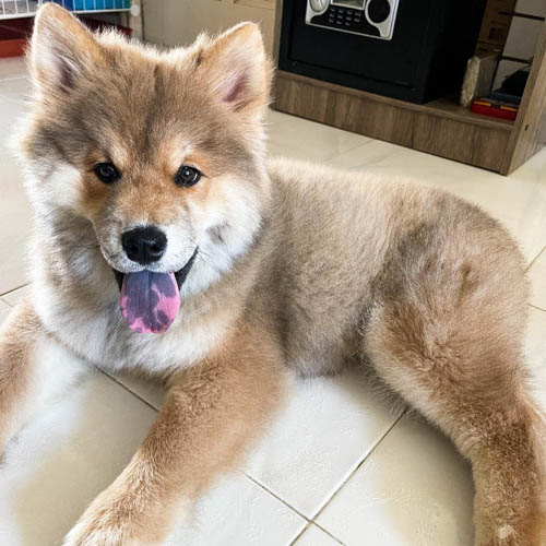 chowsky-chow-chow-siberian-husky-mix-2