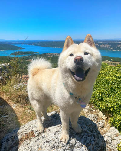 chowsky-chow-chow-siberian-husky-mix-3