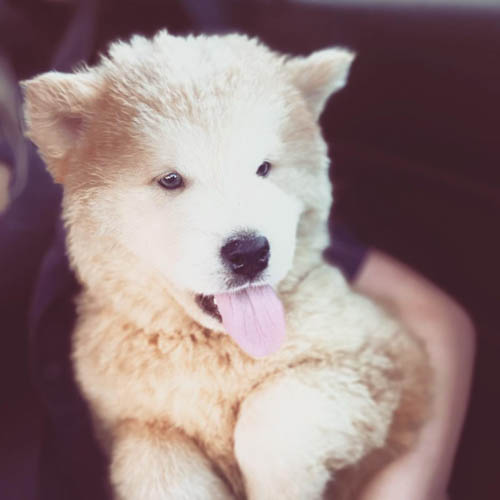 chowsky-chow-chow-siberian-husky-mix-4