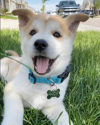 chowsky-chow-chow-siberian-husky-mix-6