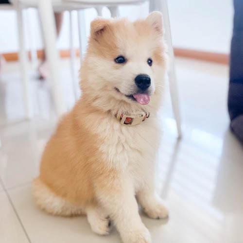 chowsky-chow-chow-siberian-husky-mix-7