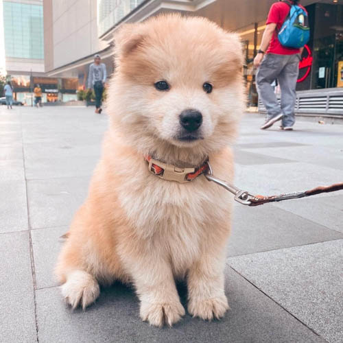 chowsky-chow-chow-siberian-husky-mix-8