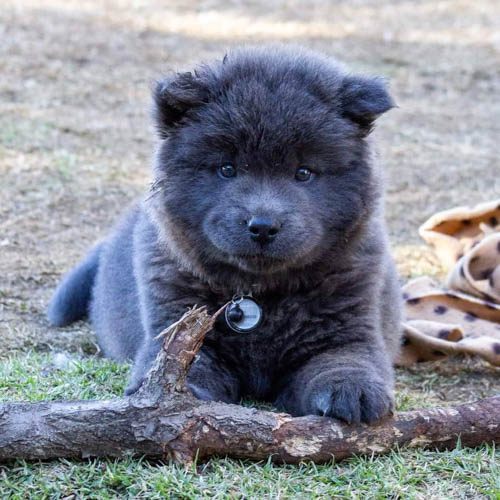 chowsky-chow-chow-siberian-husky-mix-9