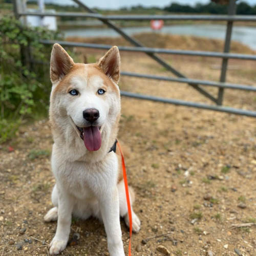 chowsky-chow-chow-siberian-husky-mix