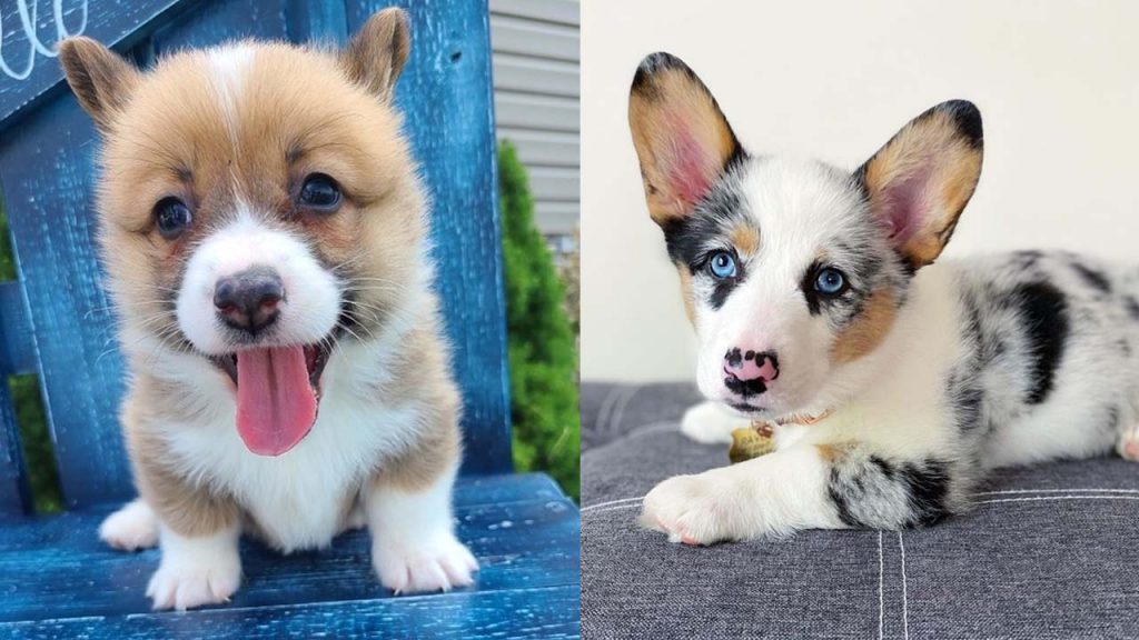 corgi-dog-colors