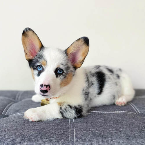 corgi-dog-colors-4