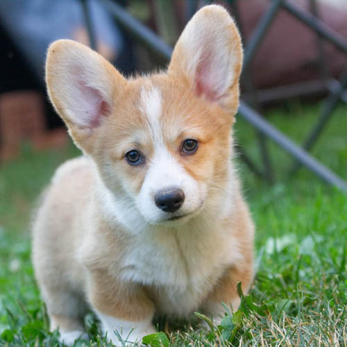 corgi-dog-colors-6