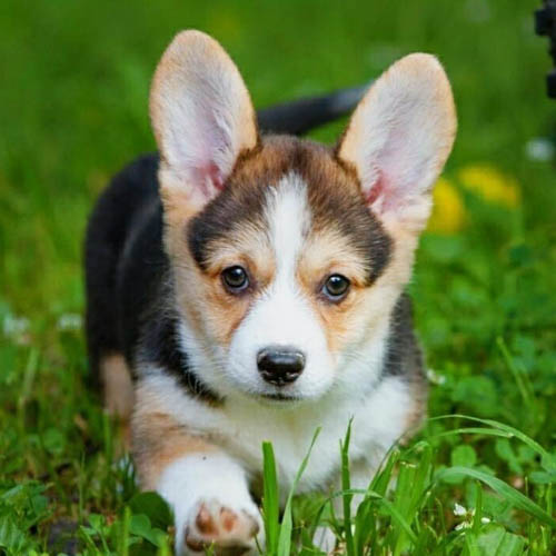 corgi-dog-colors-7