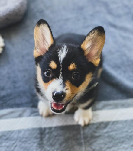 pembroke-welsh-corgi-dog