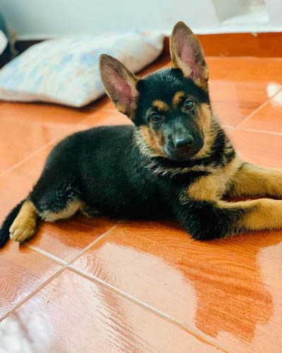 german-shepherd-dog-breed-2