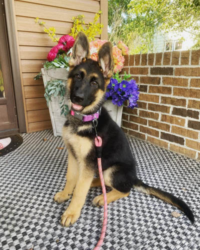 german-shepherd-dog-breed