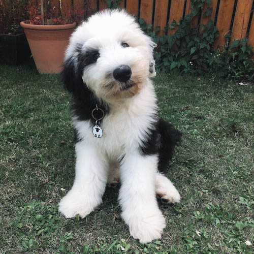 old-english-sheepdog-10