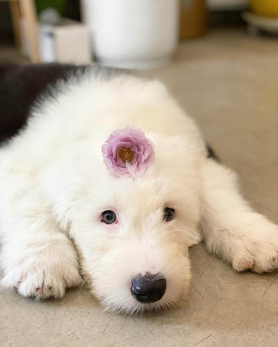 old-english-sheepdog-2