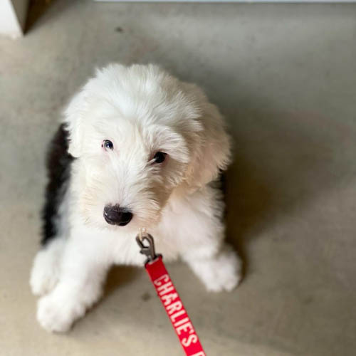 old-english-sheepdog-3