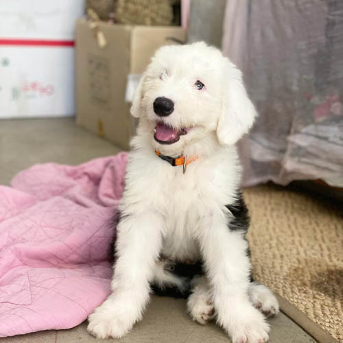 old-english-sheepdog-4