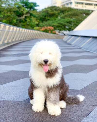 old-english-sheepdog-5