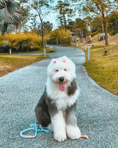 old-english-sheepdog-6