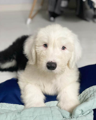 old-english-sheepdog-7