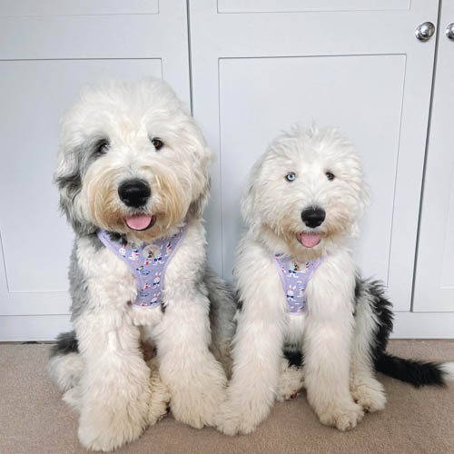 old-english-sheepdog-8