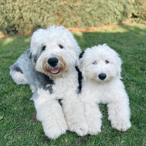 Old English Sheepdog | 16 Amazing Things About Sheepadog 1