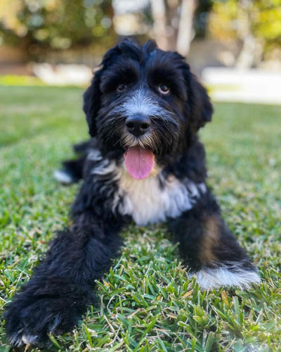 old-english-sheepdog