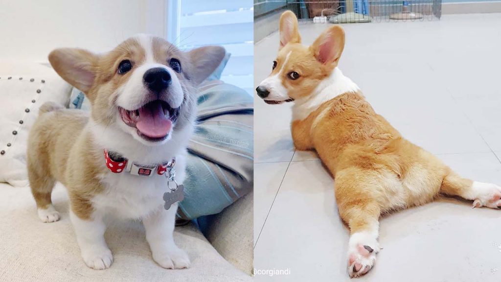 Pembroke Welsh Corgi Dog Breed Information | Care and Images 3