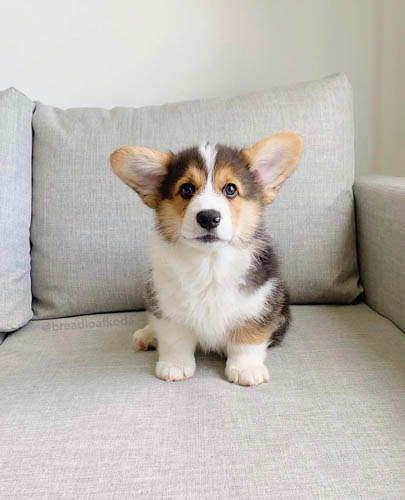 pembroke-welsh-corgi-dog-2