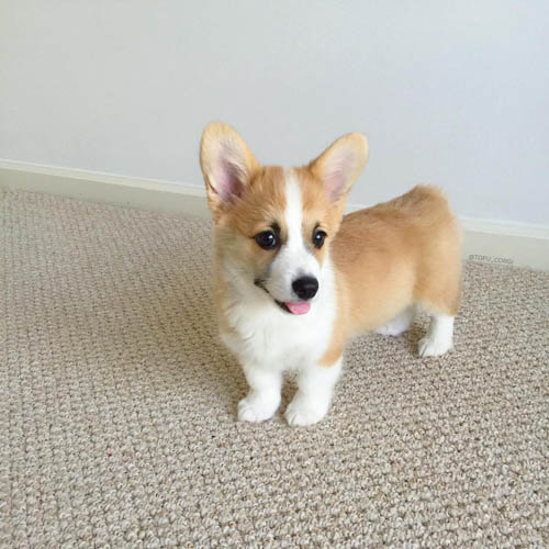 pembroke-welsh-corgi-dog-3