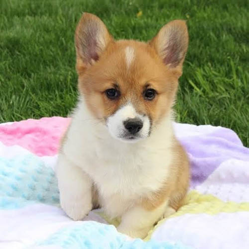 pembroke-welsh-corgi-dog-5