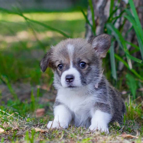 pembroke-welsh-corgi-dog-6