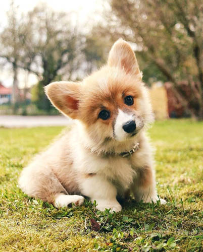 pembroke-welsh-corgi-dog-7