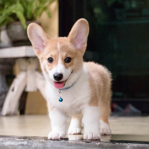 pembroke-welsh-corgi-dog-9