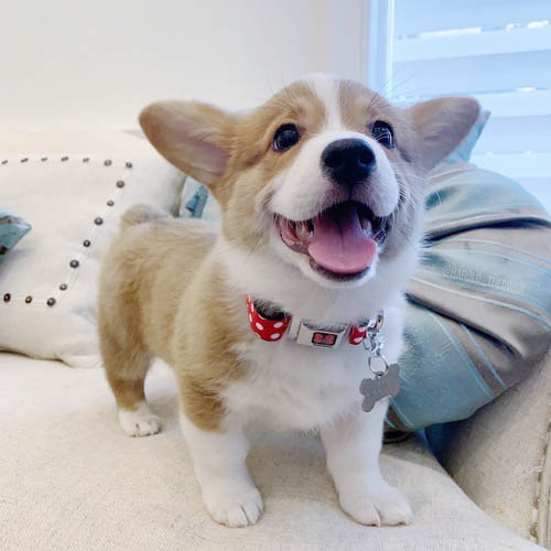 pembroke-welsh-corgi-dog