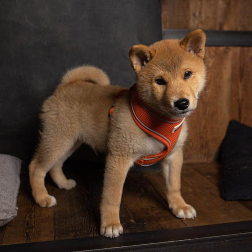 shiba-inu-dog-breed-11