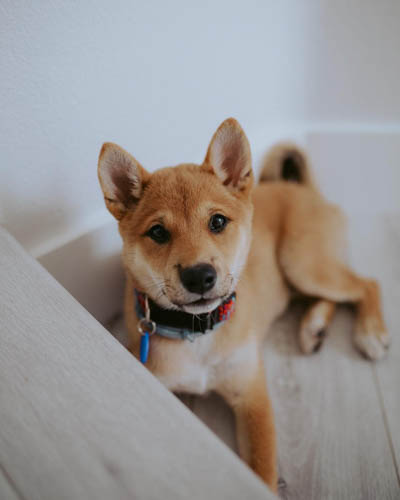 shiba-inu-dog-breed-8