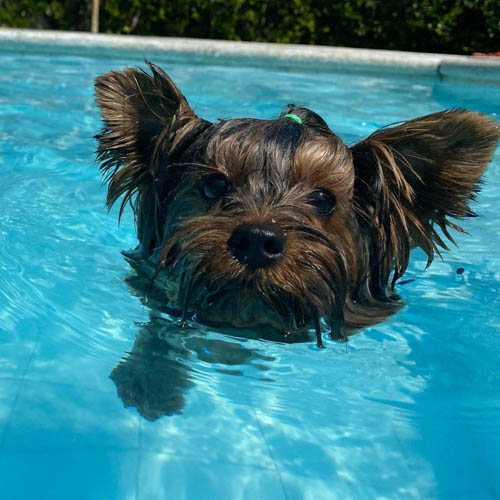 swimming-safety-tips-for-your-dog