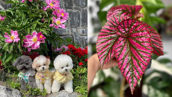 what-flowers-are-poisonous-to-dogs-begonia