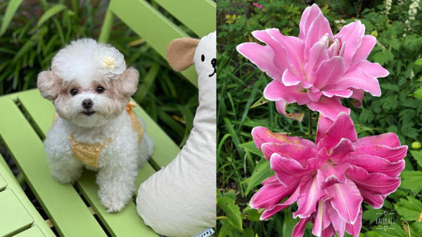 what-flowers-are-poisonous-to-dogs-lilies