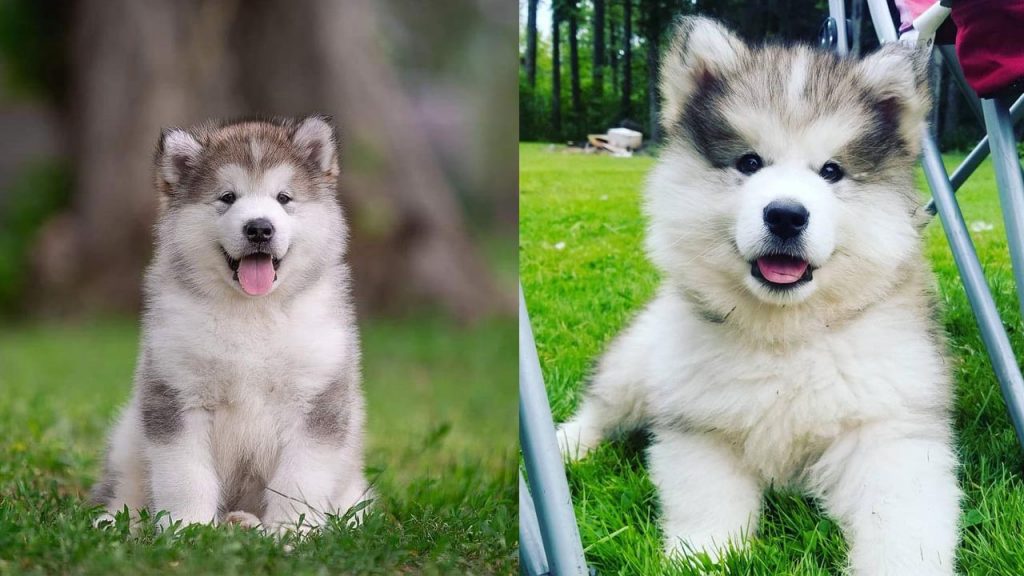 alaskan-malamute-dog-breed