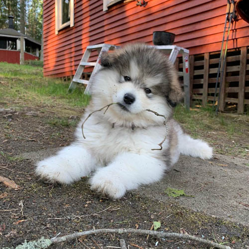 alaskan-malamute-dog-breed-10