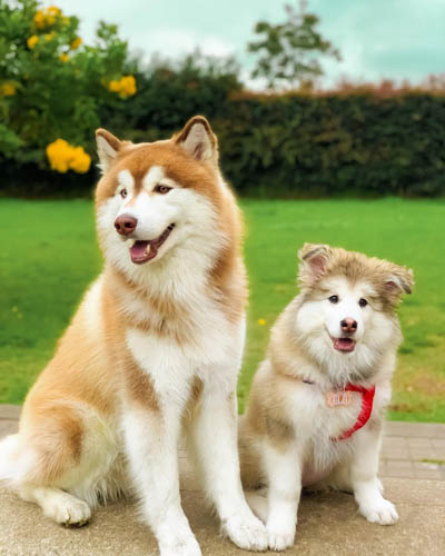 alaskan-malamute-dog-breed-3