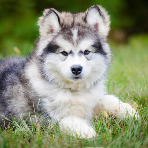 alaskan-malamute-dog-breed-4