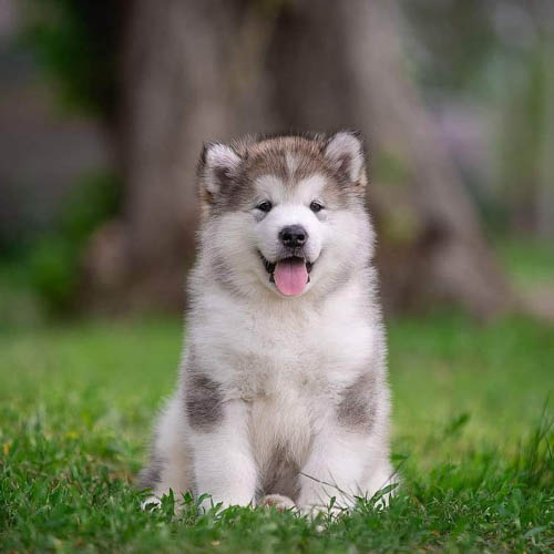 alaskan-malamute-dog-breed-5