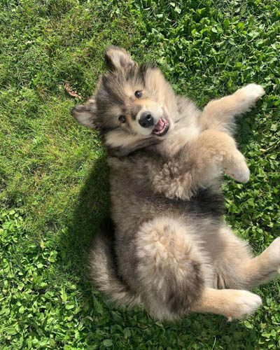 alaskan-malamute-dog-breed-6