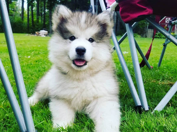 alaskan-malamute-dog-breed-8