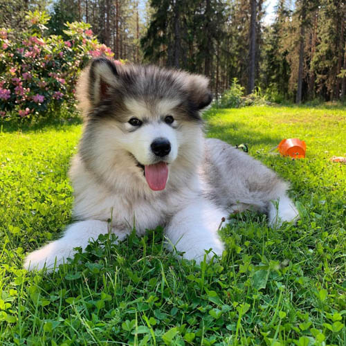 alaskan-malamute-dog-breed-9