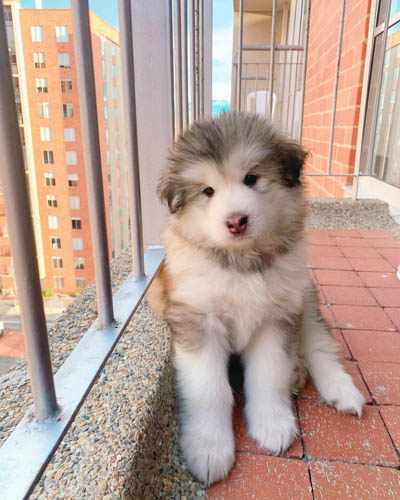 alaskan-malamute-dog-breed