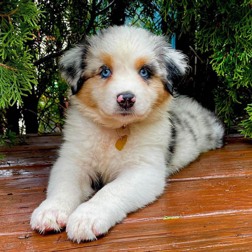 australian-shepherd-dog-breed-2