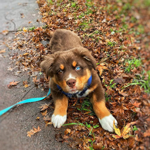 australian-shepherd-dog-breed