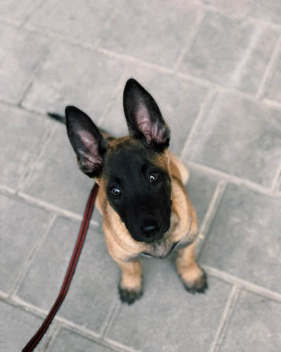 belgian-malinois-vs-german-shepherd-2